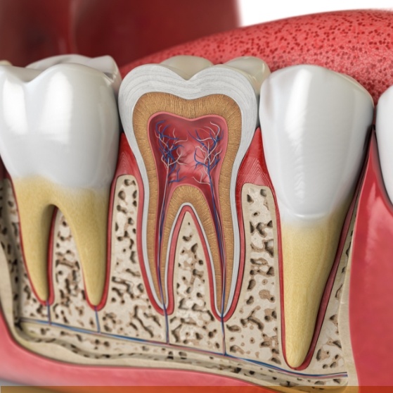 Diagram of the inner layers of a tooth